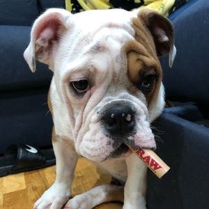 Meet your Posher, Jordan